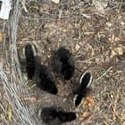 My first hatchlings from my first batch of chickens