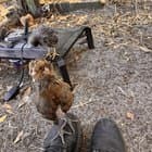 Just some chickie photos