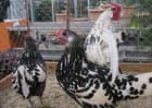 Hamburg chickens