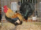 Waasse Bantam Chickens