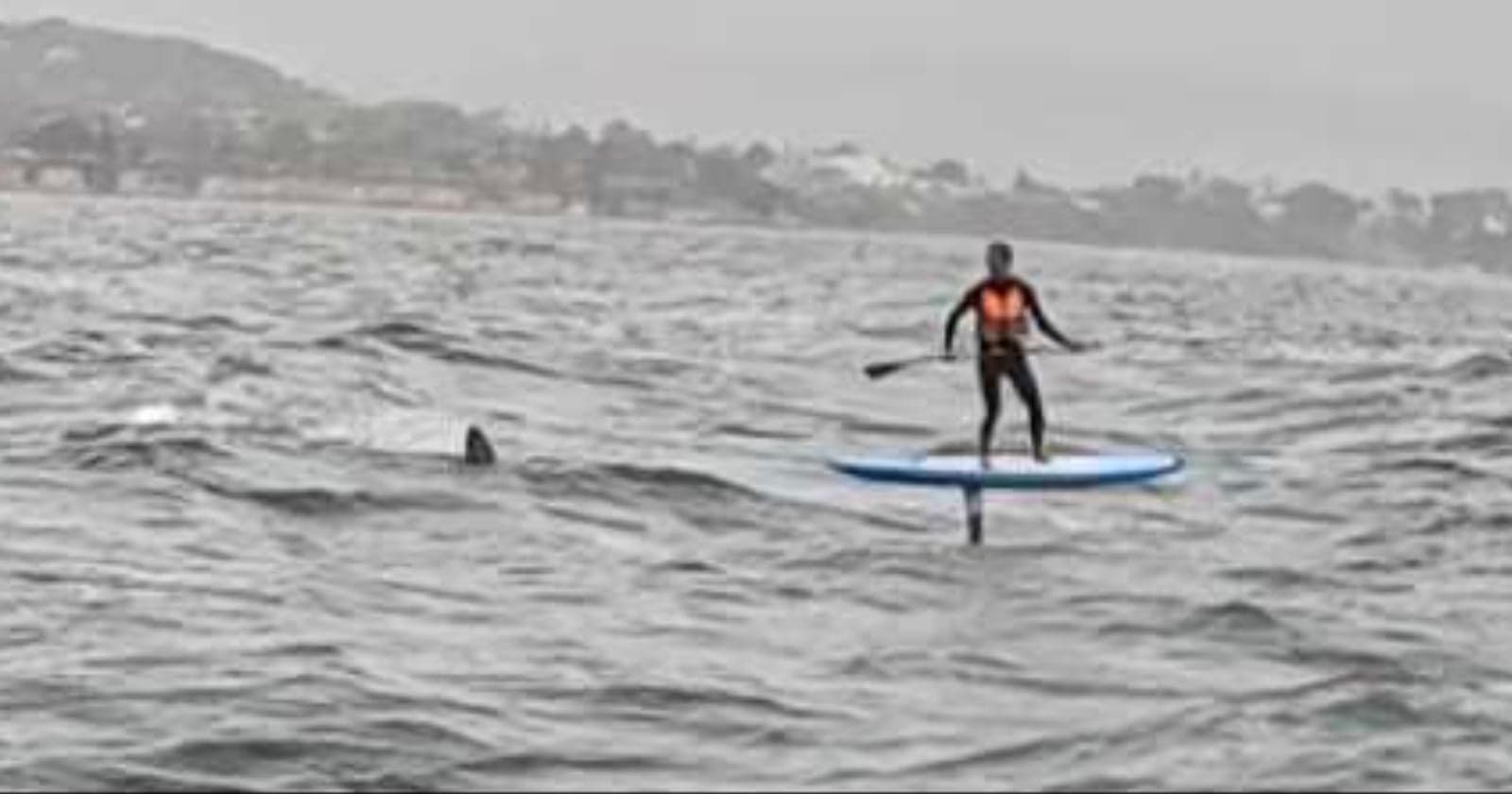 Heart-Pounding Footage Shows Great White Shark Pursuing Foil Surfer off California Coast